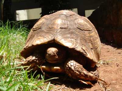 ケニア亀.jpg